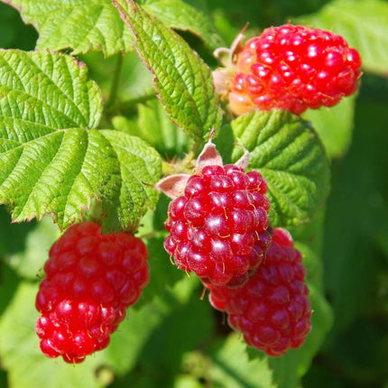 Tayberry - 3 pcs. - Rubus 'Tayberry' - Height 25-40cm - ⌀9cm