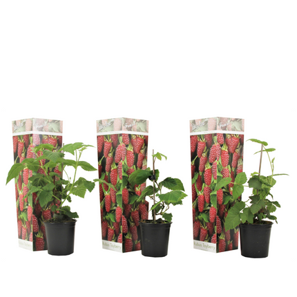 Tayberry - 3 pcs. - Rubus 'Tayberry' - Height 25-40cm - ⌀9cm