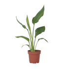 Bird of Paradise - Strelitzia reginea - Height 25-40cm - ⌀9cm