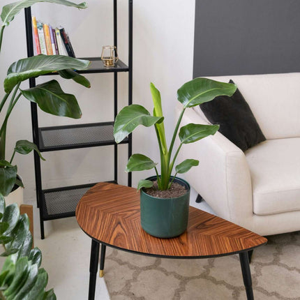 Bird of Paradise - 6 pcs. - Strelitzia reginea - Height 25-40cm - ⌀9cm