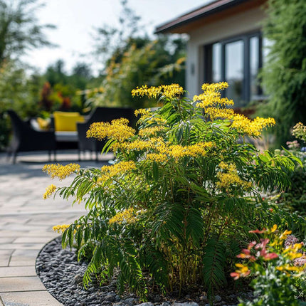 Yellow Mimosa - 3 pcs. - Mimosa dealbata - Height 25-40cm - ⌀9cm