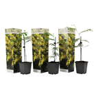 Yellow Mimosa - 3 pcs. - Mimosa dealbata - Height 25-40cm - ⌀9cm