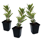 Strawberry tree - 3 pcs. - Arbutus 'Unedo' - Height 25-40cm - ⌀9cm