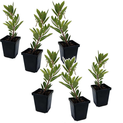 Strawberry tree - 6 pcs. - Arbutus 'Unedo' - Height 25-40cm - ⌀9cm