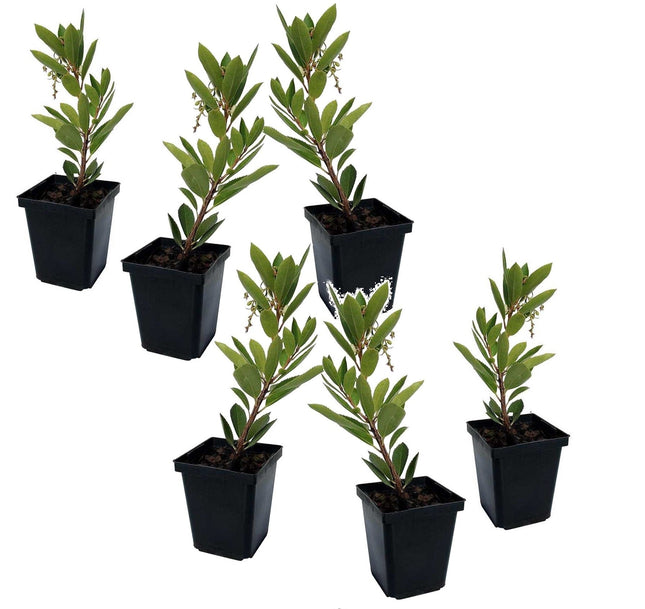 Strawberry tree - 6 pcs. - Arbutus 'Unedo' - Height 25-40cm - ⌀9cm