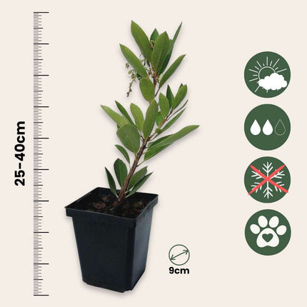 Strawberry tree - 6 pcs. - Arbutus 'Unedo' - Height 25-40cm - ⌀9cm