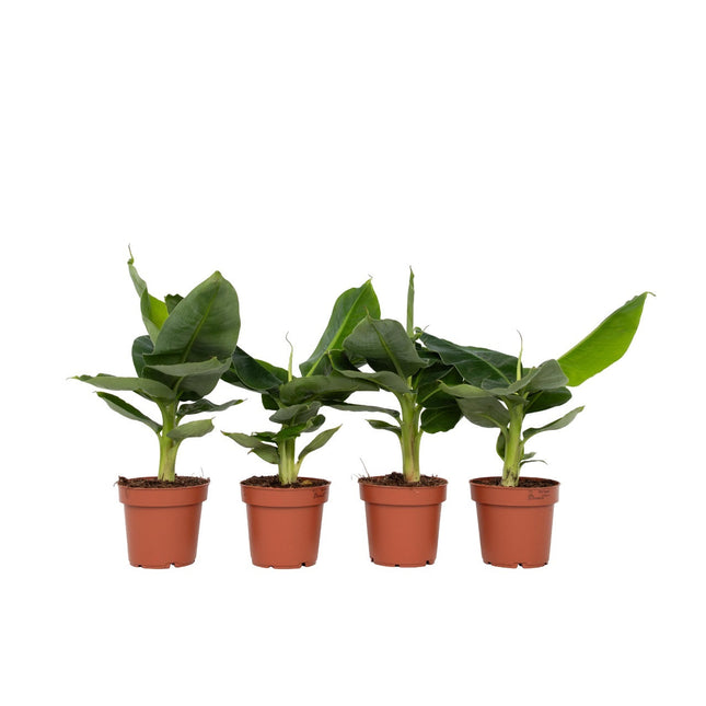 Banana Plant - 4 pcs. - Musa 'Oriental Dwarf' - Height 25-40cm - ⌀12cm