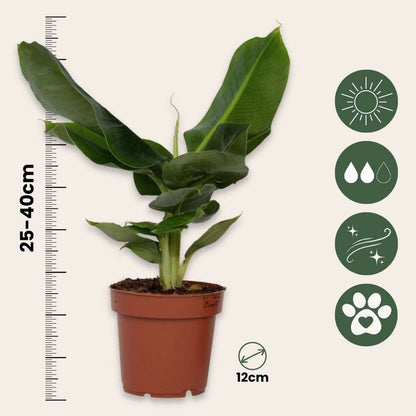 Banana Plant - 4 pcs. - Musa 'Oriental Dwarf' - Height 25-40cm - ⌀12cm