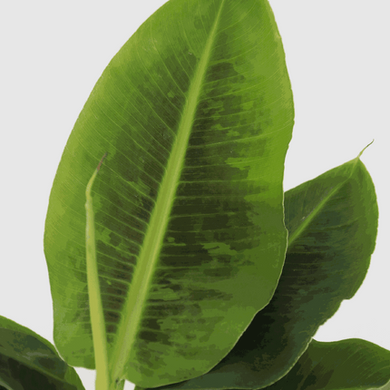 Banana Plant - Musa 'Oriental Dwarf' - Height 25-40cm - ⌀12cm