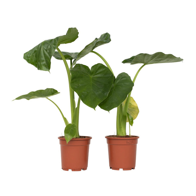 Elephant's Ear - 2 pcs. - Alocasia 'Macrorrhizos' - Height 60-70cm - ⌀17cm