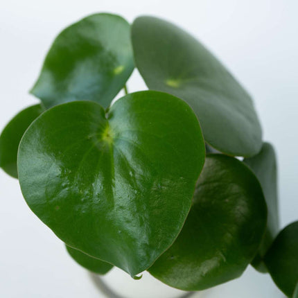 Chinese money plant - 2 pcs. - Peperomia polybotrya - Height 20-30cm - ⌀12cm