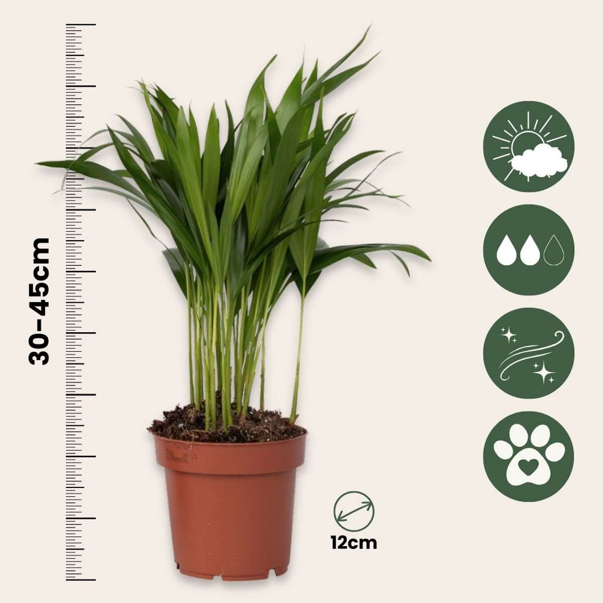 Areca palm 'Golden Cane' - Dypsis lutescens - Height 30-45cm - ⌀12cm