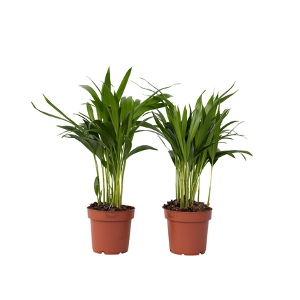Areca palm 'Golden Cane' - 2 pcs. - Dypsis lutescens - Height 30-45cm - ⌀12cm