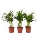 Areca palm 'Golden Cane' - 3 pcs. - Dypsis lutescens - Height 30-45cm - ⌀12cm