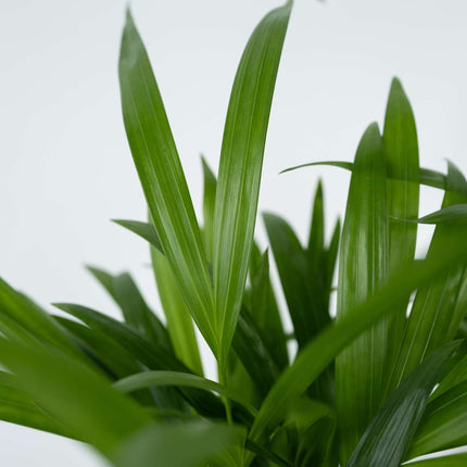 Areca palm 'Golden Cane' - 4 pcs. - Dypsis lutescens - Height 30-45cm - ⌀12cm