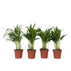 Areca palm 'Golden Cane' - 4 pcs. - Dypsis lutescens - Height 30-45cm - ⌀12cm