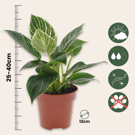 Sweetheart Plant - Philodendron 'White Wave' - Height 25-40cm - ⌀12cm