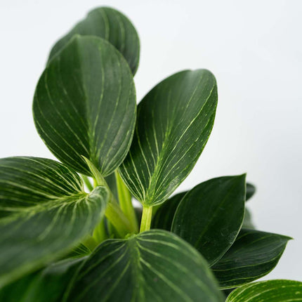 Sweetheart Plant - 2 pcs. - Philodendron 'White Wave' - Height 25-40cm - ⌀12cm
