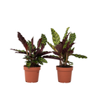 Rattlesnake plant - 2 pcs. - Goeppertia insignis - Height 30-40cm - ⌀12cm