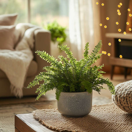 Sword fern - Nephrolepis 'Duffii' - Height 25-40cm - ⌀12cm