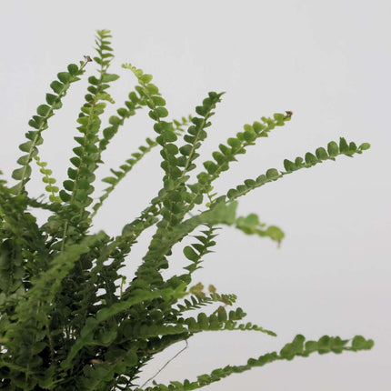 Sword fern - Nephrolepis 'Duffii' - Height 25-40cm - ⌀12cm