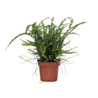 Sword fern - Nephrolepis 'Duffii' - Height 25-40cm - ⌀12cm