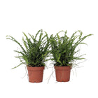 Sword fern - 2 pcs. - Nephrolepis 'Duffii' - Height 25-40cm - ⌀12cm