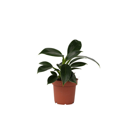 Sweetheart Plant - Philodendron 'Green Princess' - Height 20-30cm - ⌀12cm