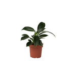 Sweetheart Plant - Philodendron 'Green Princess' - Height 20-30cm - ⌀12cm