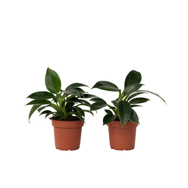 Sweetheart Plant - 2 pcs. - Philodendron 'Green Princess' - H20-30cm - ⌀12cm