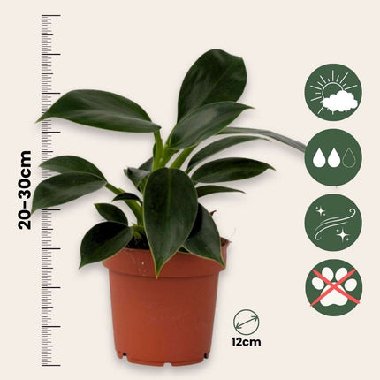 Sweetheart Plant - 2 pcs. - Philodendron 'Green Princess' - H20-30cm - ⌀12cm