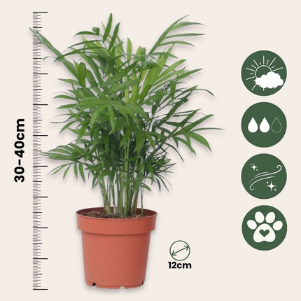 Parlour Palm - 3 pcs. - Chamaedorea elegans - Height 30-40cm - ⌀12cm