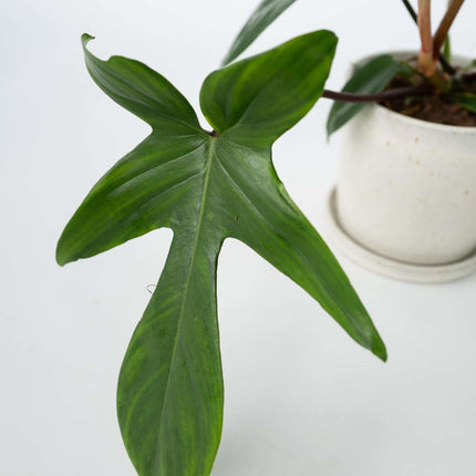 Sweetheart Plant - Philodendron 'Florida Green' - Height 20-30cm - ⌀12cm