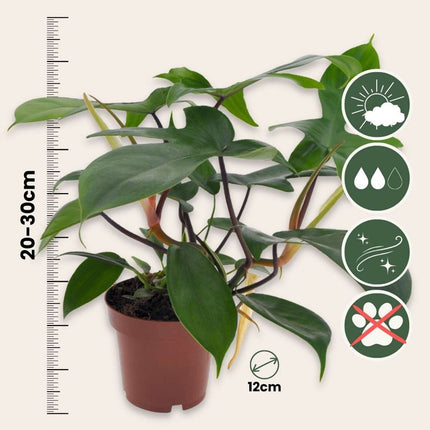 Sweetheart Plant - Philodendron 'Florida Green' - Height 20-30cm - ⌀12cm
