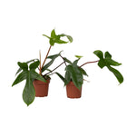 Sweetheart Plant - 2 pcs. - Philodendron 'Florida Green' - H20-30cm - ⌀12cm