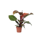 Sweetheart Plant - Philodendron 'Sun Light' - Height 20-30cm - ⌀12cm