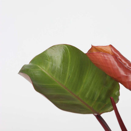 Sweetheart Plant - 2 pcs. - Philodendron 'Sun Light' - Height 20-30cm - ⌀12cm