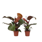 Sweetheart Plant - 2 pcs. - Philodendron 'Sun Light' - Height 20-30cm - ⌀12cm