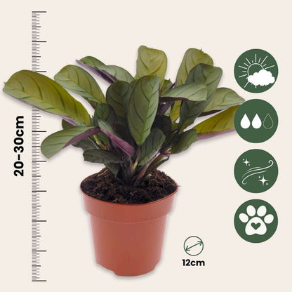 Never Never Plant - Ctenanthe 'Amagris' - Height 20-30cm - ⌀12cm