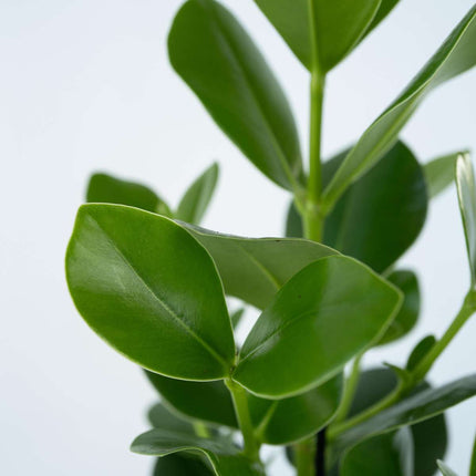 Autograph tree - Clusia rosea 'Princess' - Height 50-60cm - ⌀17cm