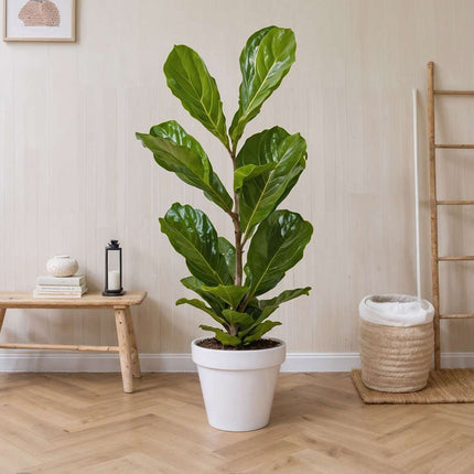 Fiddle-leaf fig - Ficus Lyrata - Height 70-90cm - ⌀21cm