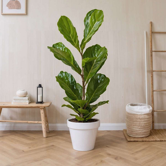 Fiddle-leaf fig - Ficus Lyrata - Height 70-90cm - ⌀21cm