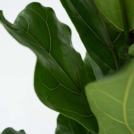 Fiddle-leaf fig - Ficus Lyrata - Height 70-90cm - ⌀21cm