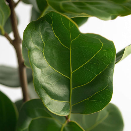 Fiddle-leaf fig - Ficus Lyrata - Height 70-90cm - ⌀21cm