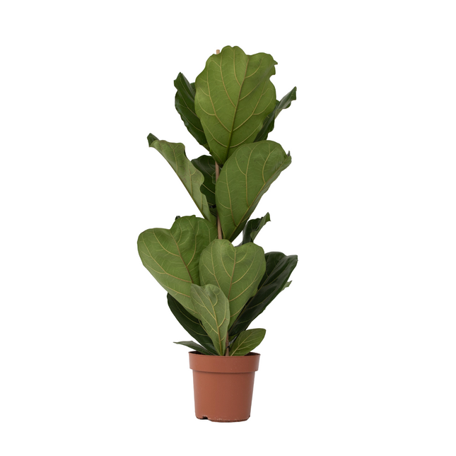 Fiddle-leaf fig - Ficus Lyrata - Height 70-90cm - ⌀21cm