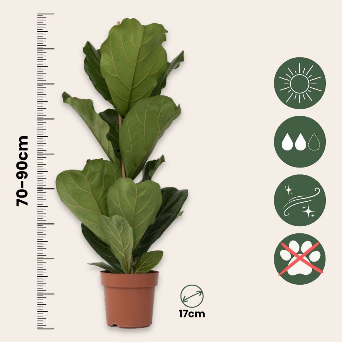 Fiddle-leaf fig - 2 pcs. - Ficus Lyrata - Height 70-90cm - ⌀21cm