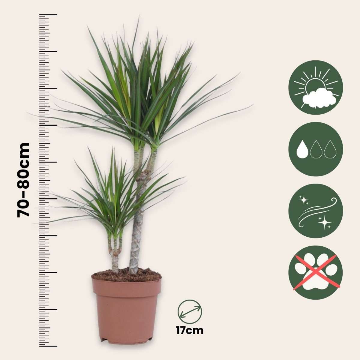 Madagascar Dragon Tree - Dracaena marginata - Height 70-80cm - ⌀17cm