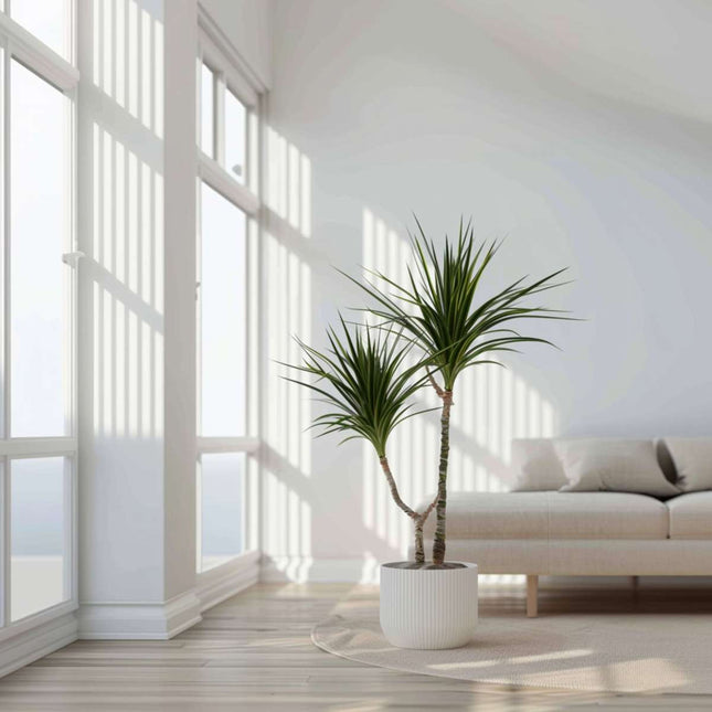 Madagascar Dragon Tree - 2 pcs. - Dracaena marginata - Height 70-80cm - ⌀17cm