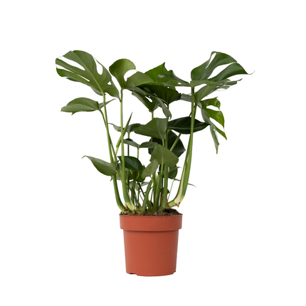 Swiss Cheese Plant - Monstera deliciosa - Height 70-80cm - ⌀21cm