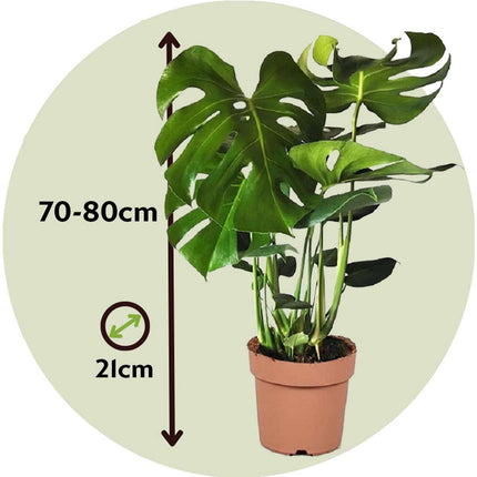 Swiss Cheese Plant - 2 pcs. - Monstera deliciosa - Height 70-80cm - ⌀21cm